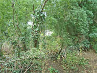 cemetery