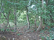 cemetery