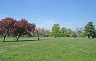 mature trees